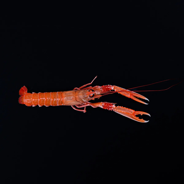jomfruhummer