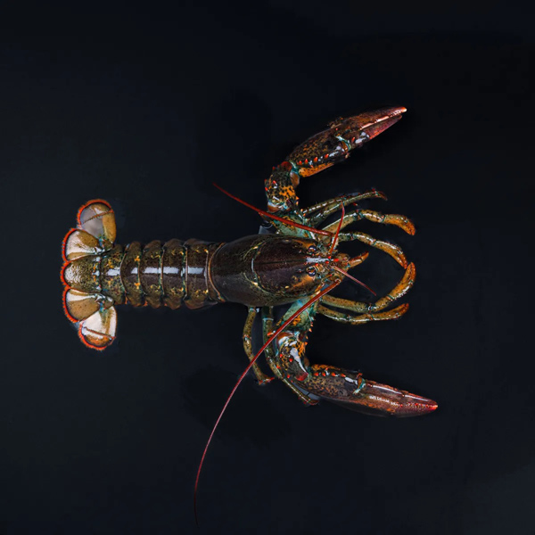 sort-hummer---hel
